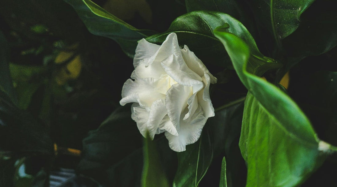 The Art of Slow Living Mindful Life